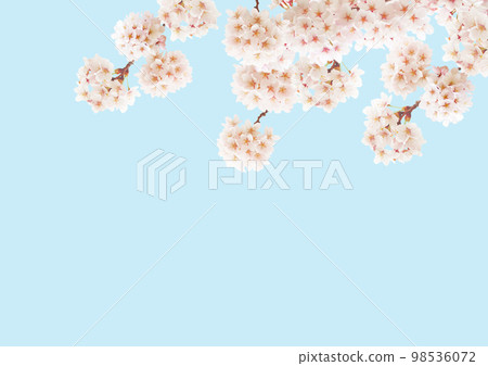 櫻花 98536072