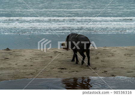 A large Bearded Pig in the Bako area 98536316