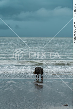 A large Bearded Pig in the Bako area 98536317