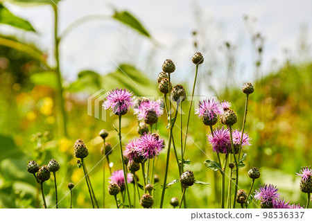 Charming pink thistle flowers in a rural summer field 98536337
