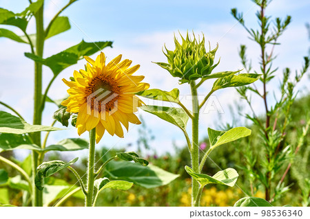 Bright cheerful sunflower with his brother in a rural field Bright cheerful sunflower with his brother in a rural field 98536340