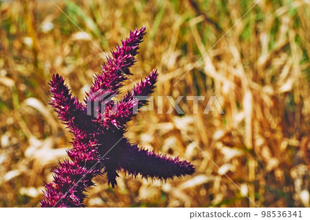 Amazing red purple flower plant and yellow hot august.Herb medicine Amazing red purple flower plant and yellow hot august.Herb medicine 98536341