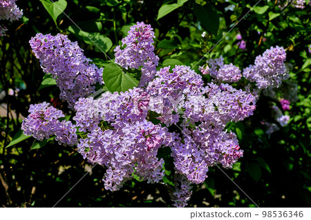 Bright rich bouquet of lilacs in a green city park 98536346