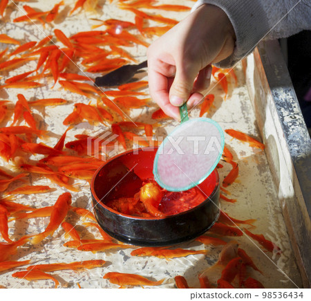 Goldfish scooping  98536434