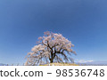Wanizuka cherry blossoms taken on a sunny day 98536748
