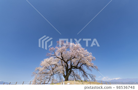 Wanizuka cherry blossoms taken on a sunny day 98536748