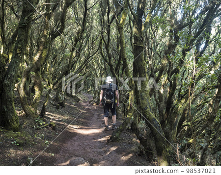 Man hiker at footpath at laurisilva forest at Park rural de Teno mountains, Tenerife, Canary Islands. Mysterious fairytale magical nature scenery with Erica arborea trees, moss, ferns and green leaves Man hiker at footpath at laurisilva forest at Park rural de Teno mountains, Tenerife, Canary Islands. Mysterious fairytale magical nature scenery with Erica arborea trees, moss, ferns and green leaves 98537021