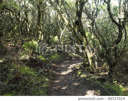 Narrow footpath at laurisilva forest at Park rural de Teno mountains, Tenerife, Canary Islands. Mysterious fairytale magical nature scenery with Erica arborea trees, moss, ferns and green leaves 98537024