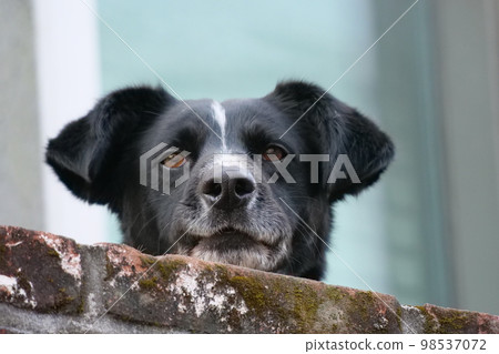 yard dog guarding the fence yard dog guarding the fence 98537072