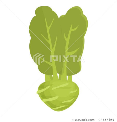 Cabbage kohlrabi icon cartoon vector. Natural plant. Vegetable organic Cabbage kohlrabi icon cartoon vector. Natural plant. Vegetable organic 98537165