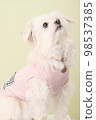 Pet Studio Shooting 98537385
