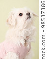 Pet Studio Shooting 98537386