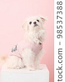 Pet Studio Shooting 98537388