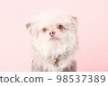 Pet Studio Shooting 98537389