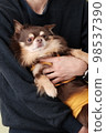 Pet Studio Shooting 98537390