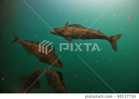 Hockey Hockey 98537730