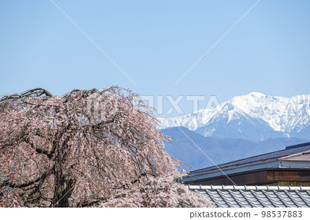 雪中垂枝櫻花和駒根山 雪中垂枝櫻花和駒根山 98537883