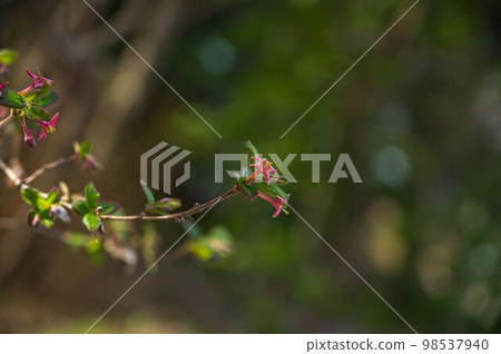 粉紅色的小花 Uguisukagra 98537940