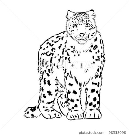 vector snow leopard, irbis wild cats graphic illustration vector snow leopard, irbis wild cats graphic illustration 98538098