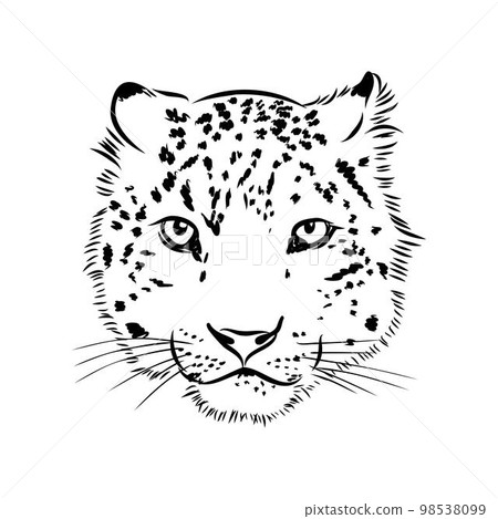 vector snow leopard, irbis wild cats graphic illustration 98538099
