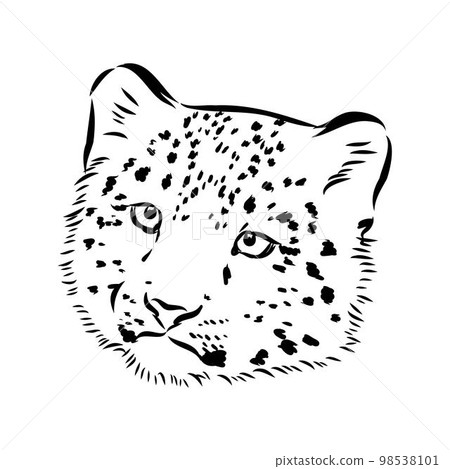 vector snow leopard, irbis wild cats graphic illustration 98538101