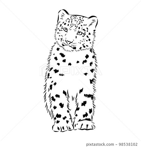 vector snow leopard, irbis wild cats graphic illustration vector snow leopard, irbis wild cats graphic illustration 98538102