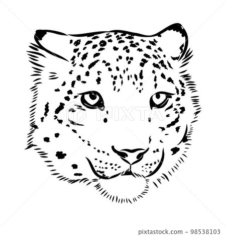 vector snow leopard, irbis wild cats graphic illustration vector snow leopard, irbis wild cats graphic illustration 98538103