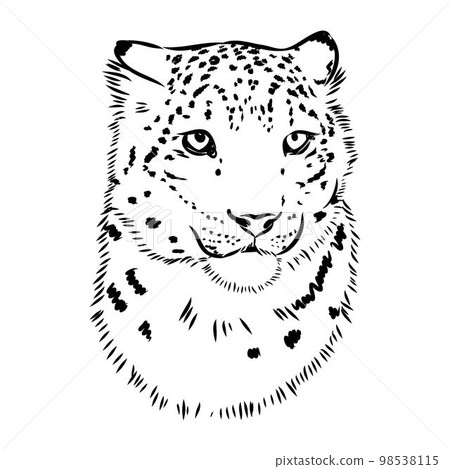 vector snow leopard, irbis wild cats graphic illustration 98538115