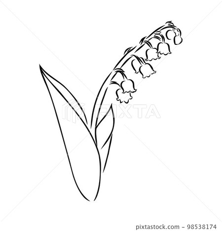 Vector isolated single lily valley branch colorless black and white contour line drawing 98538174