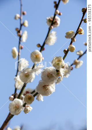 白梅花 98538175