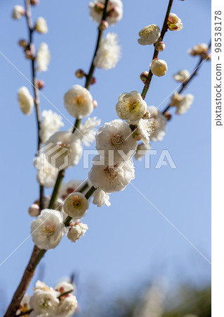 盛開 盛開 98538178