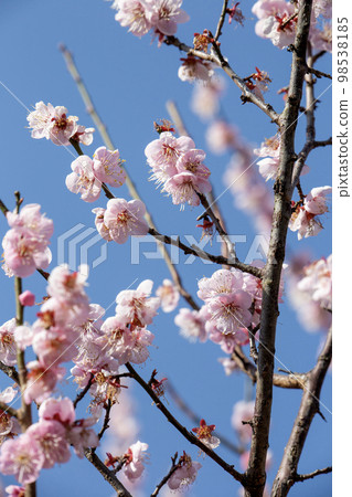 Ohanami的季節 98538185