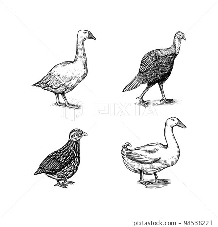 Domestic birds. Goose, duck, quail, guineafowl. Hand drawn. Engraved Farm animal. Old monochrome 98538221