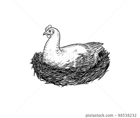 Domestic chicken and nest. Mother hen. Farm bird. Hand drawn. Engraved animal. Old monochrome sketch 98538232