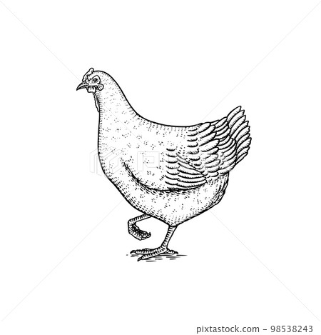 Chicken bird. Hand drawn hen. Engraved Farm animal. Old monochrome sketch. Domestic poultry. Retro 98538243
