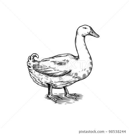 Duck bird. Hand drawn hen. Engraved Farm animal. Old monochrome sketch. Domestic poultry. Retro 98538244