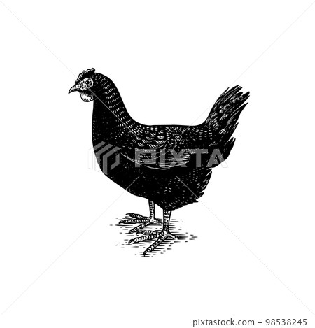 Chicken bird. Hand drawn hen. Engraved Farm animal. Old monochrome sketch. Domestic poultry. Retro 98538245