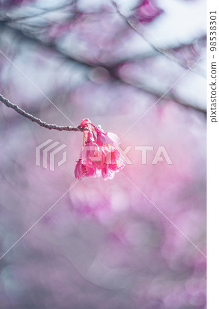 Dreamy Kanhizakura 98538301