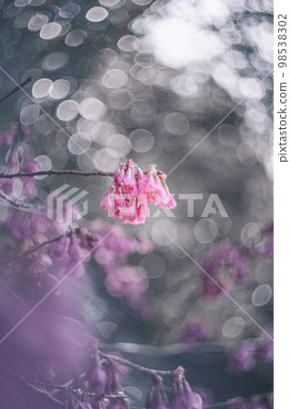 Dreamy Kanhizakura Dreamy Kanhizakura 98538302