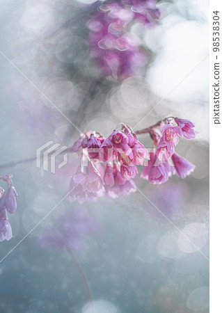 Dreamy Kanhizakura Dreamy Kanhizakura 98538304