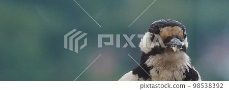 Great spotted woodpecker sitting on the edge of a wall and looking at the camera 98538392