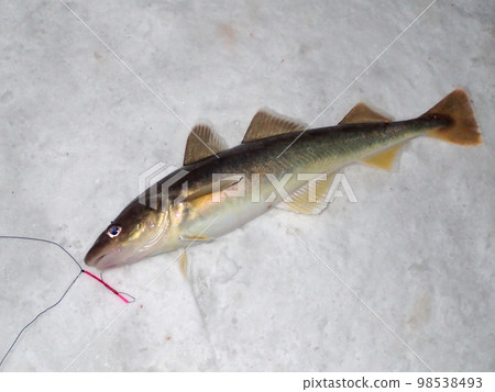 Fish under ice Fish under ice 98538493