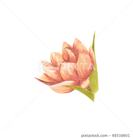 Handdrawn Watercolor orange lily with green leaves on the white background. Scrapbook design, typography poster, label, banner, post card. 98538601
