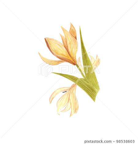 Handdrawn Watercolor cream lily bouquet with green leaves on the white background. Scrapbook design, typography poster, label, banner, post card. 98538603