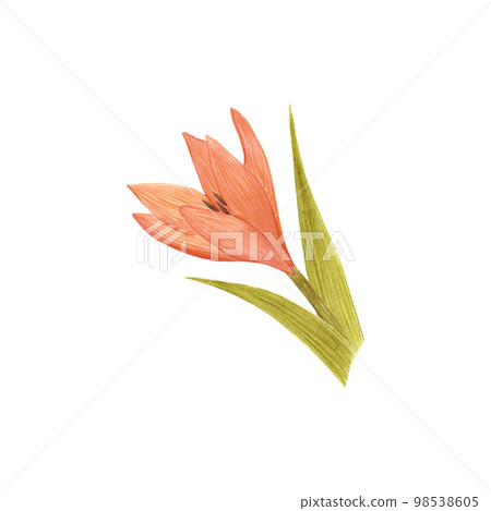 Handdrawn Watercolor orange lily with green leaves on the white background. Scrapbook design, typography poster, label, banner, post card. Handdrawn Watercolor orange lily with green leaves on the white background. Scrapbook design, typography poster, label, banner, post card. 98538605