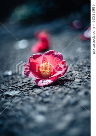 Camellia fell to the ground Camellia fell to the ground 98538999