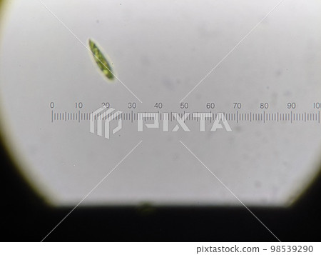 euglena and micrometer euglena and micrometer 98539290