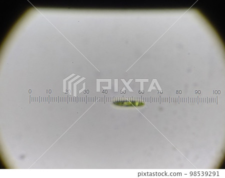 Measurement of length of euglena Measurement of length of euglena 98539291