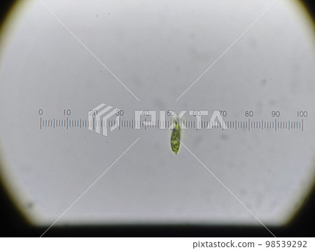Short diameter measurement of euglena Short diameter measurement of euglena 98539292