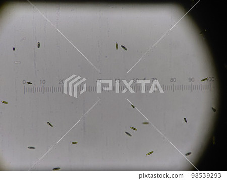 Euglena swimming a lot with a micrometer 98539293